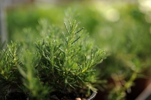 Gartenpflege