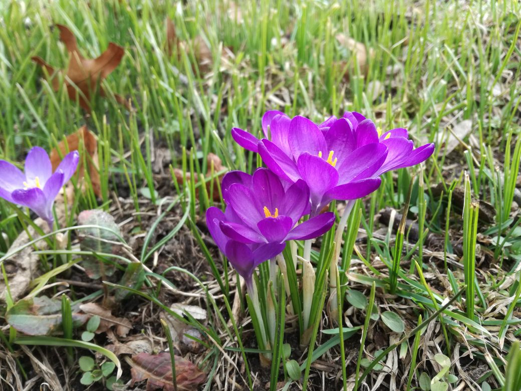 Gartenpflanzen Garten1