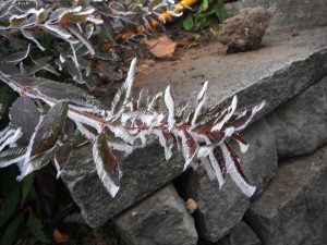 Gartenbau Winter Frost Garten1