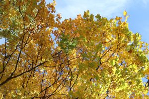 Baum mit Herbstlaub im Gartenbau