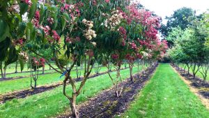 Heptacodium Miconioides in der Blüte